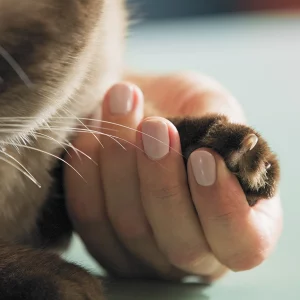 FelineZen Stress-Relief Spray