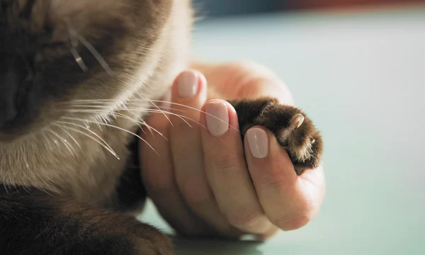 FelineZen Stress-Relief Spray