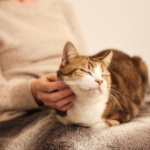 VetScan Allergy Test Kit